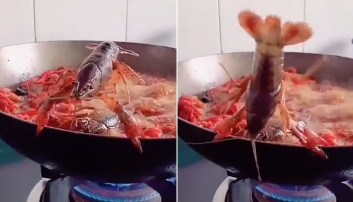 애니멀플래닛