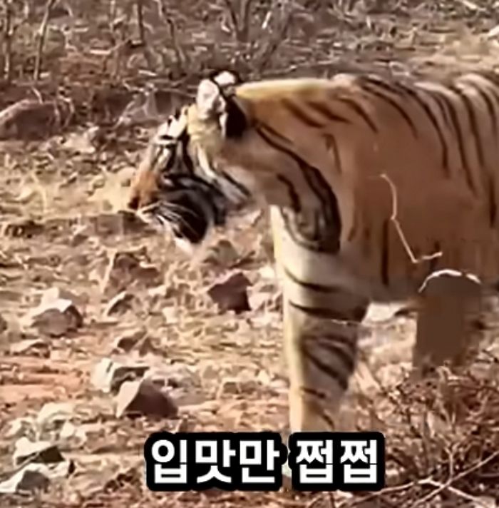 애니멀플래닛