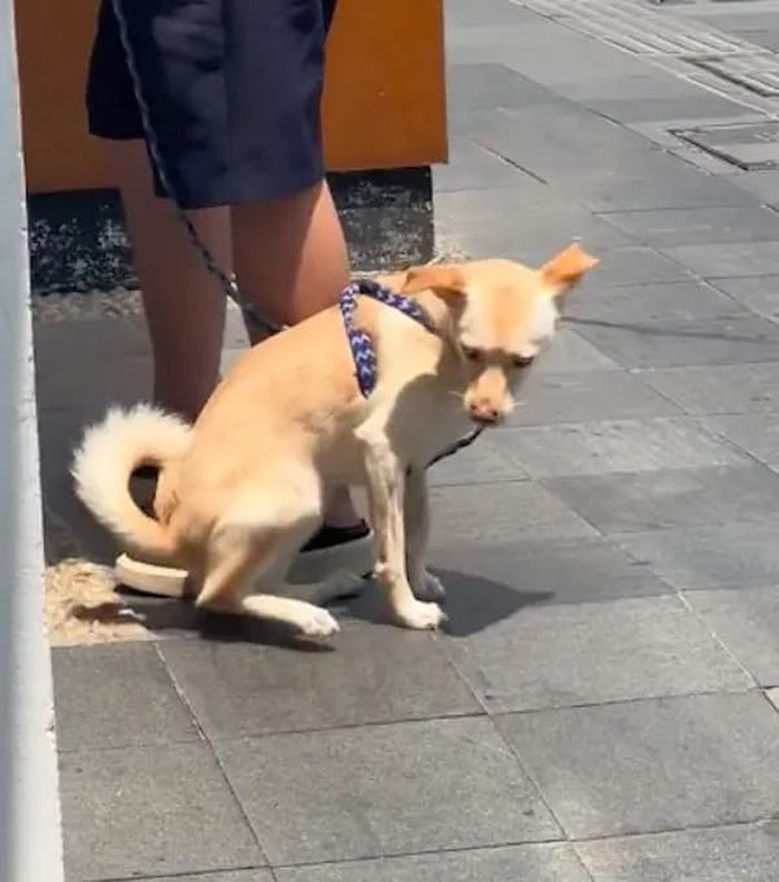 애니멀플래닛