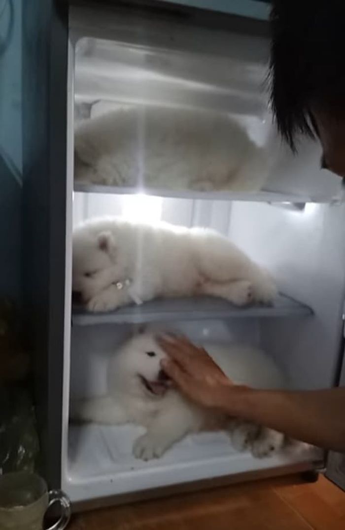 애니멀플래닛