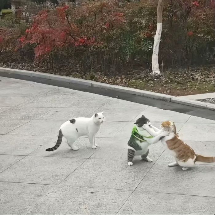 애니멀플래닛