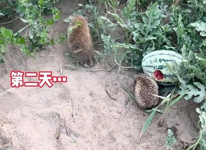 애니멀플래닛