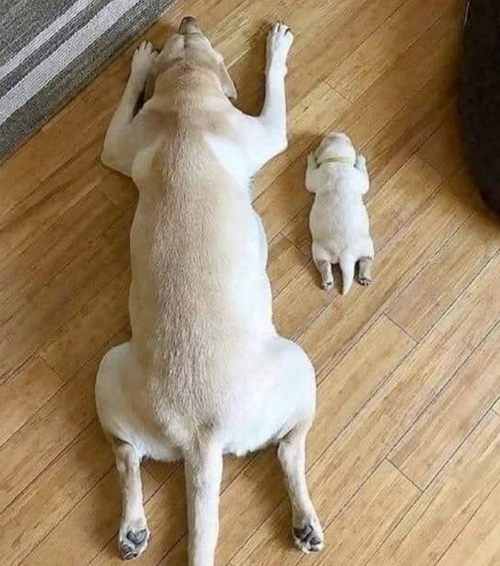 애니멀플래닛