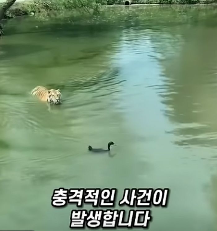 애니멀플래닛
