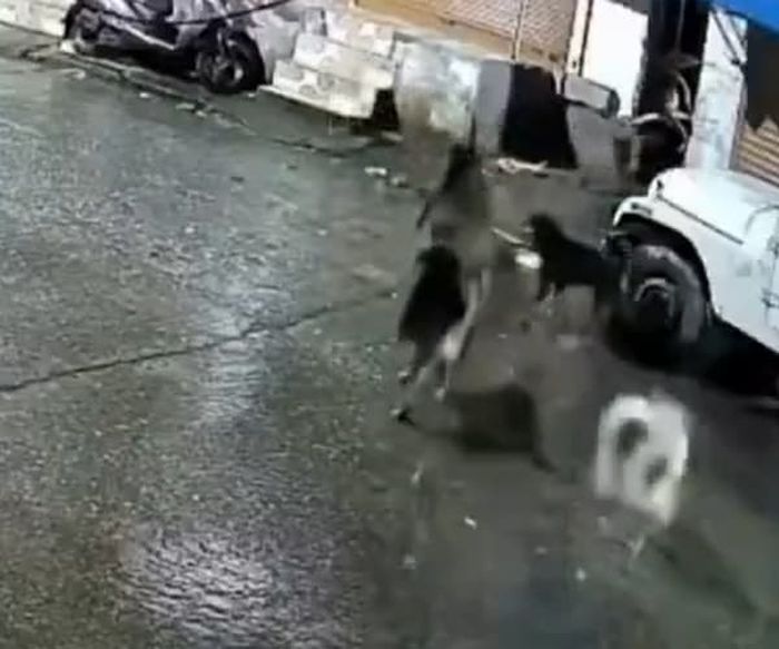 애니멀플래닛