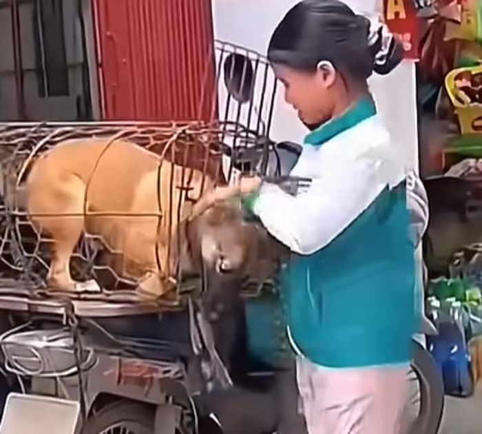 애니멀플래닛
