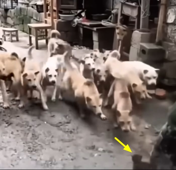 애니멀플래닛