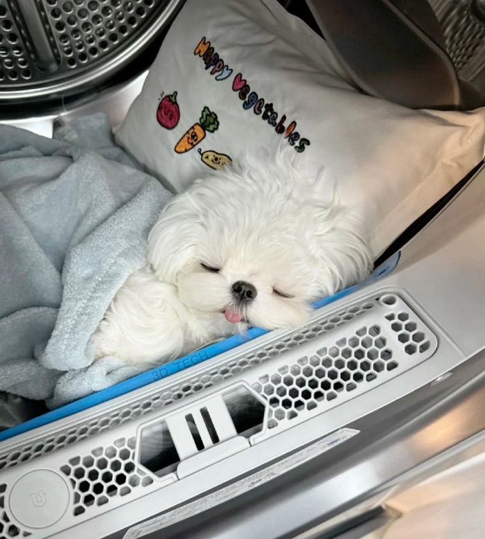 애니멀플래닛