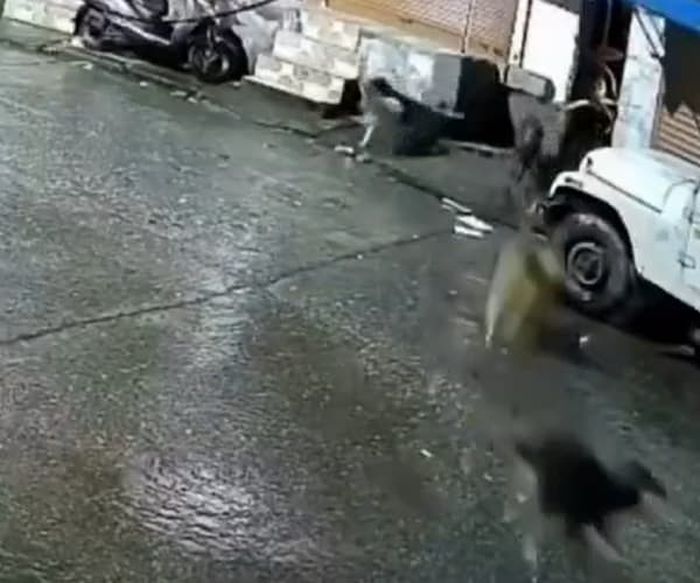애니멀플래닛