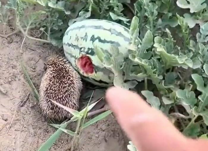 애니멀플래닛