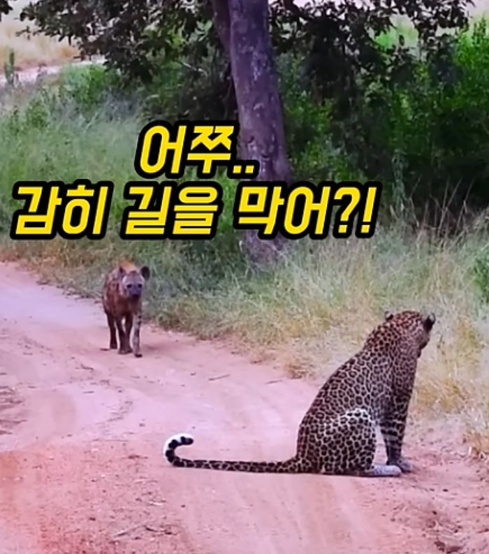 애니멀플래닛