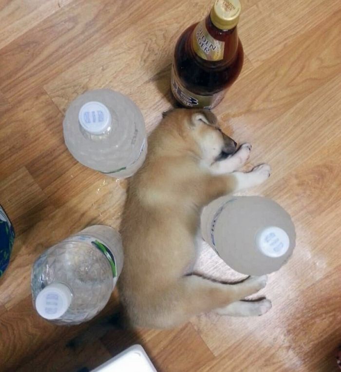 애니멀플래닛