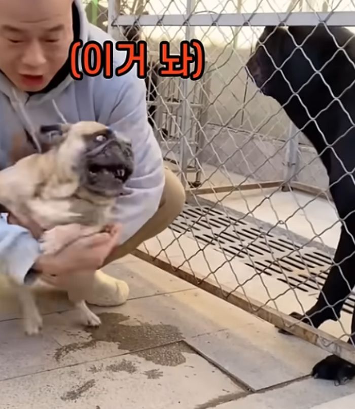 애니멀플래닛