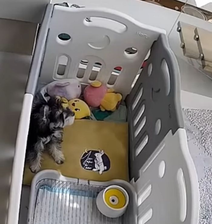 애니멀플래닛