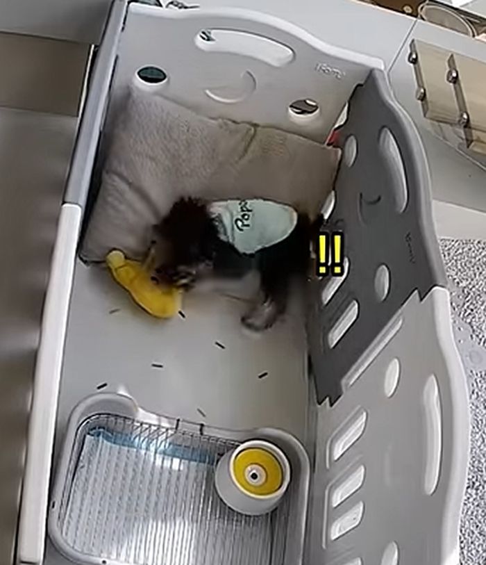 애니멀플래닛