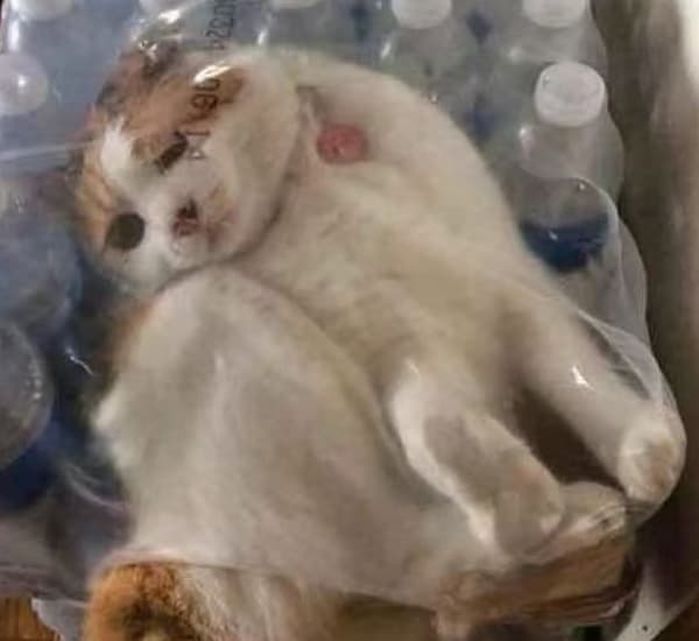 애니멀플래닛
