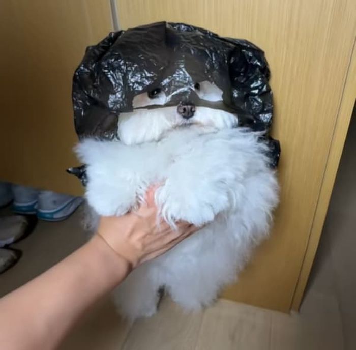애니멀플래닛