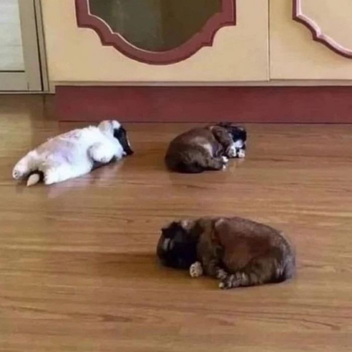 애니멀플래닛