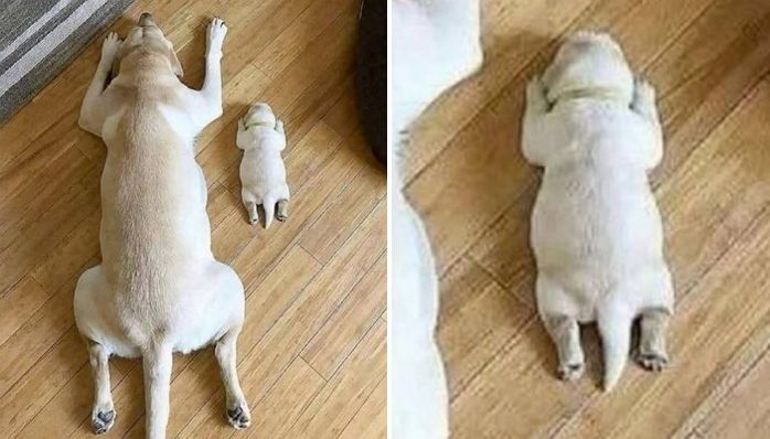 애니멀플래닛