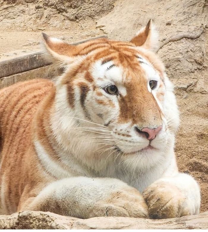 애니멀플래닛