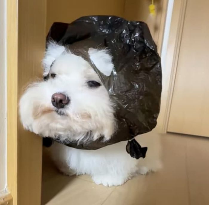 애니멀플래닛