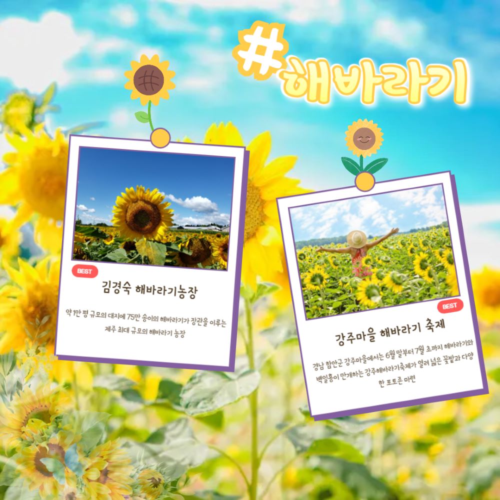 7월 꽃구경 명소 [해바라기] / ⓒ인포매틱스뷰