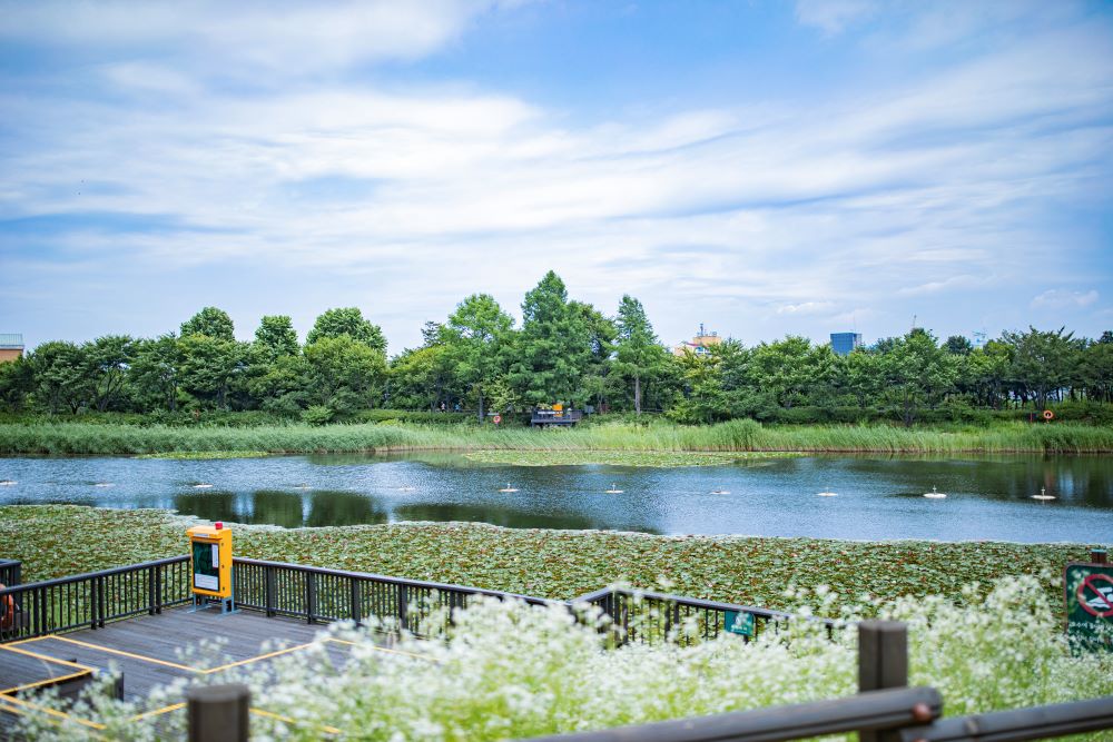 서서울호수공원 / 사진=서울아카이브