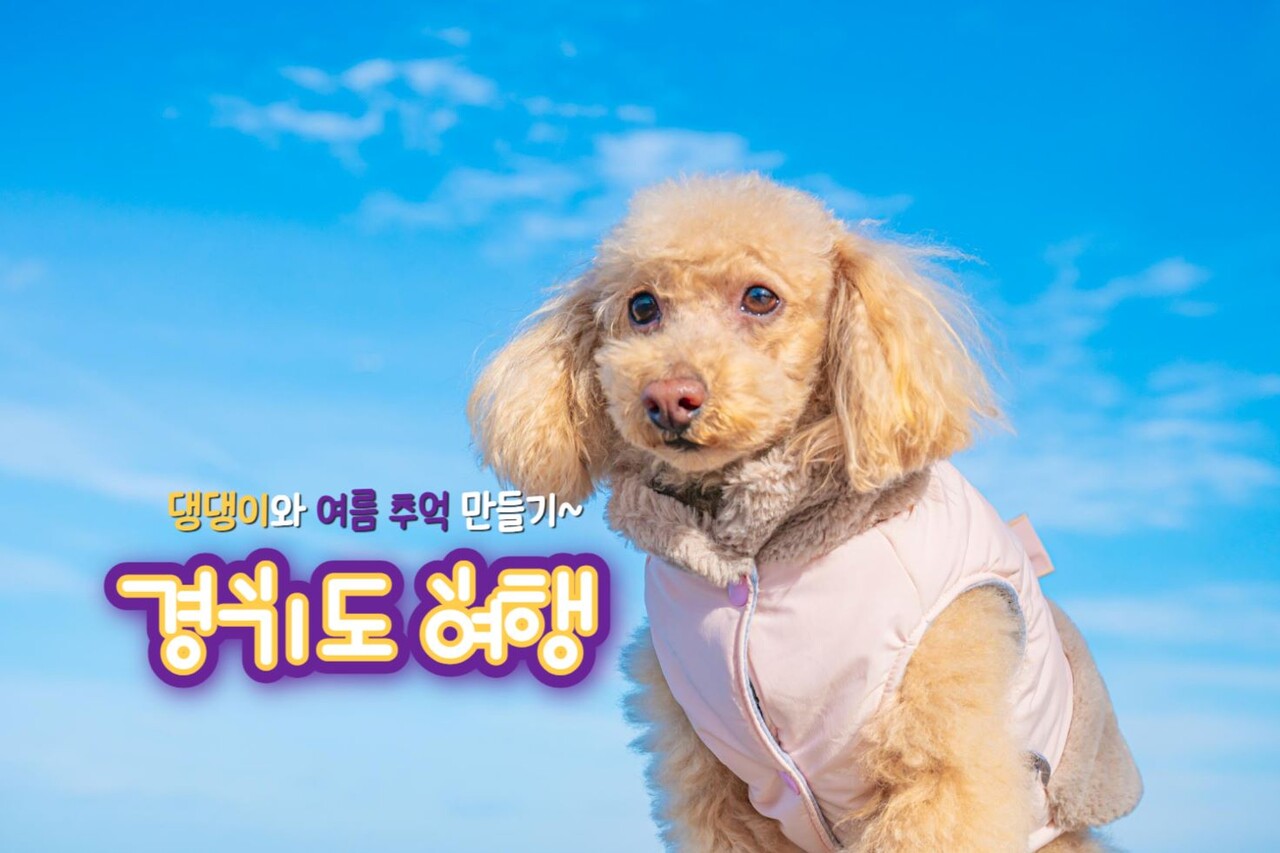 애견동반 가능 경기도 여행지 추천 TOP 5 / ⓒ인포매틱스뷰