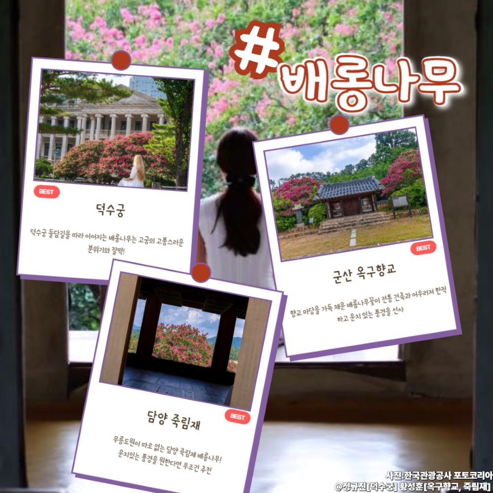 7월 꽃구경 명소 [배롱나무] / ⓒ인포매틱스뷰