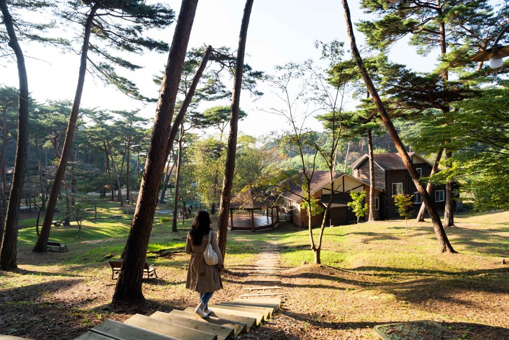 안면도 자연 휴양림 / 사진=한국관광공사 포토코리아@천준교