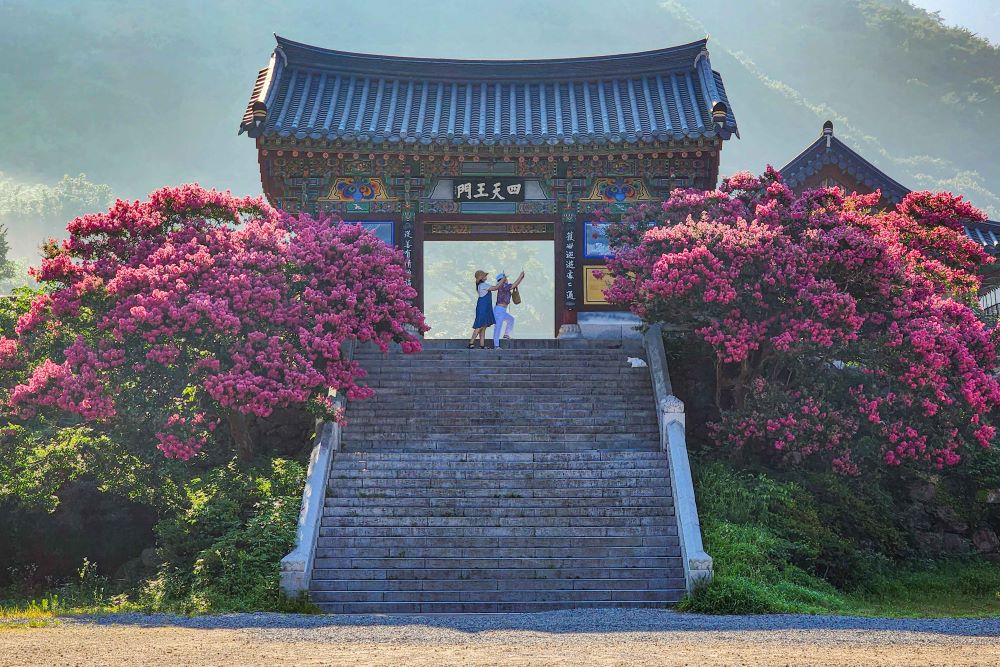 표충사 배롱나무 / 사진=한국관광공사 포토코리아@황우원