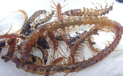 insectcuisine
