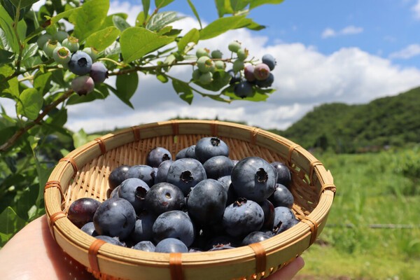 blueblueberryfarm