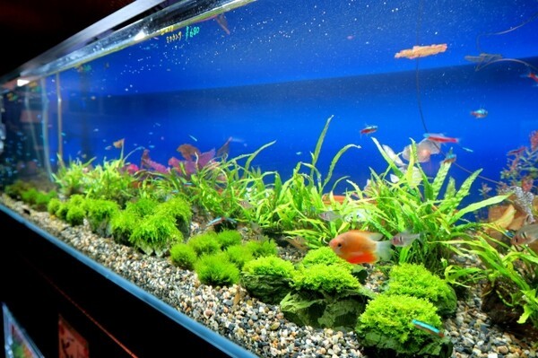 aquarevue
