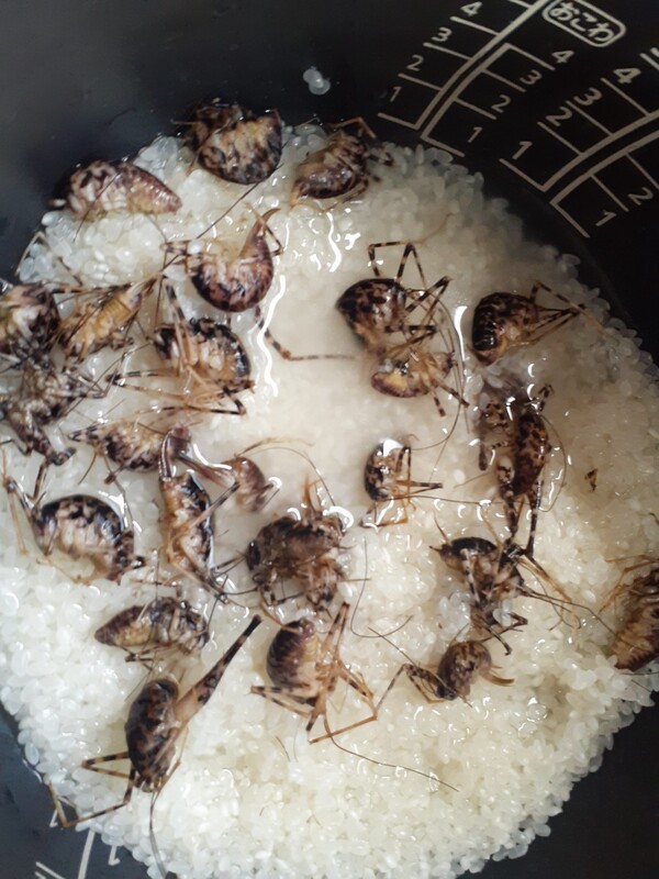 mushikui