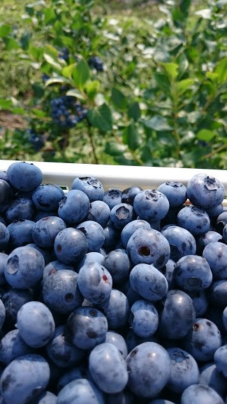 sorairo-berryfarm