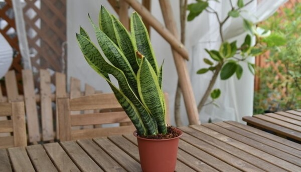 lovegreen