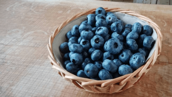 takahashi-blueberry