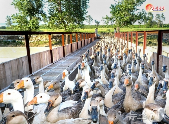 The Rodong Sinmun, the official newspaper of North Korea\'s Workers\' Party, highlighted on Tuesday the natural energy power plant and the Jeonju production base constructed by the Power Transmission and Distribution Department . It emphasized that happiness is not something handed out for free, but is achieved only by firmly grasping the Party\'s policies as a lifeline and securing it with one\'s own hands / Rodong Sinmun