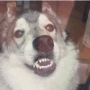 btaad7c8a58f1e47066f4d50efe74615c9.gif