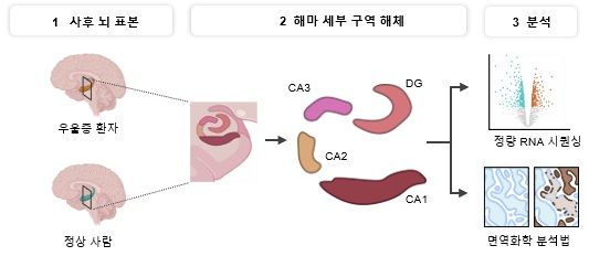 사후 인간 해마 조직을 이용한 분자 분석 개요. ⓒ한국과학기술