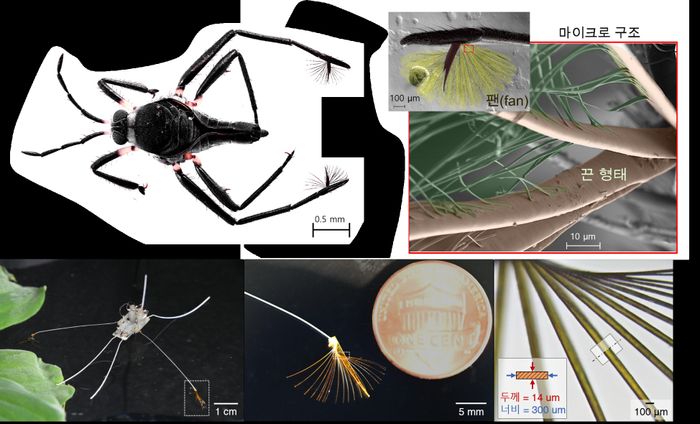 소금쟁이(왼쪽 위) 모습과 생체 모사한 로봇 구조. ⓒ과학기술정보통신부