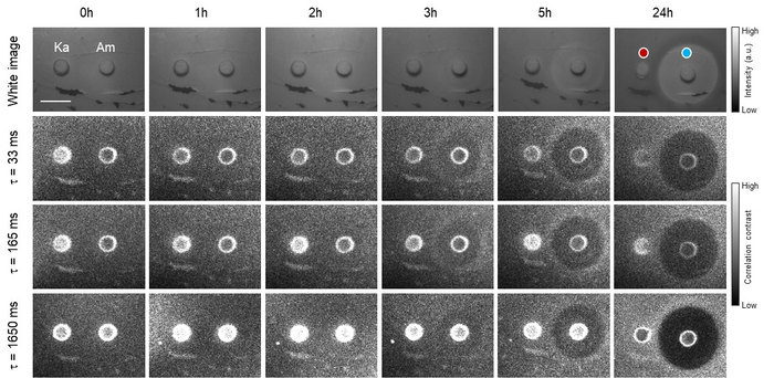 레이저 스페클 영상을 통한 항생제 효과 조기 진단 결과. (맨 윗줄) 24~48시간의 세균 배양 시간이 필요했던 기존의 방법에 비해 (아래 세줄) 이번 연구 결과에서는 매우 빠른 시간(3시간) 안에 항생제 효과에 의해서 미생물 활성이 억제되는 영역을 확인할 수 있다. 시간이 지나면서 둥그런 바깥 원이 선명해지는 쪽이 항생제 효과를 보이는 경우다. 세균 주위로 박테리아 자라지 못해 경계가 더 잘 드러난다. ⓒ아주대 제공