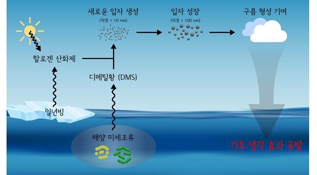 북극 미세조류-DMS-미세입자 형성 모식도. ⓒ극지연구소