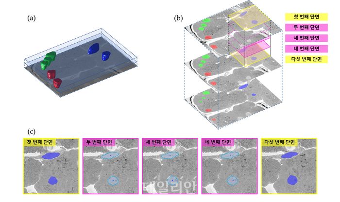 KRISS가 개발한 인공지능(AI) 기반 영상 분할 알고리즘 모식도. ⓒ한국표준과학연구원