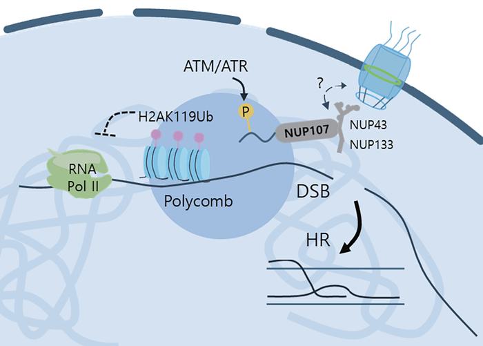 핵막 단백체에 의한 크로마틴 변화를 제시하는 모식도