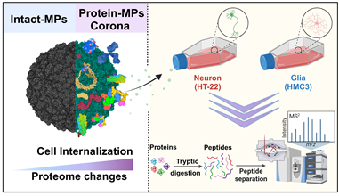 생체내 단백질 흡착 미세플라스틱의 단백체 변화 분석 모식도