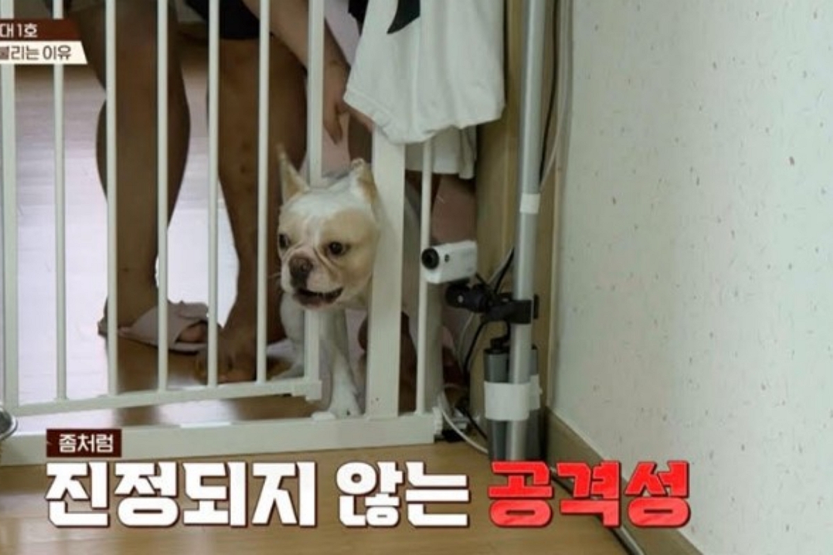 출처: 채널A ‘개와 늑대의 시간’