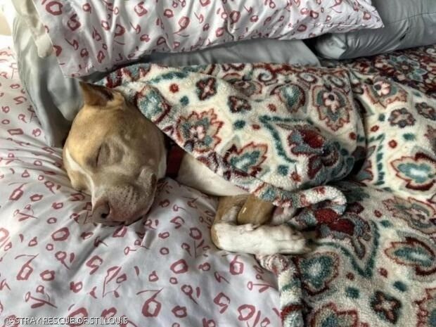 引用:STRAY RESCUE OF ST. LOUIS