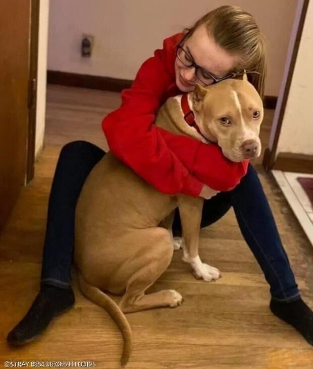 引用:STRAY RESCUE OF ST. LOUIS